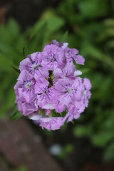 Fototapeta premium Pink flowers blooms 