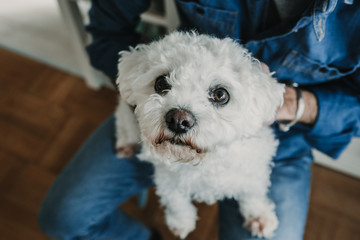 Handsome young man playing with his cute little white dog at home. Relaxed on the sofa. Lifestyle. Pet photography.