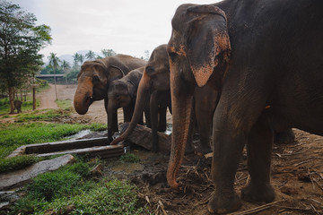 Fototapeta na wymiar A herd of Indian elephants at a watering hole in a pasture in Sri Lanka.