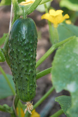 Ripe cucumber grows on the plant