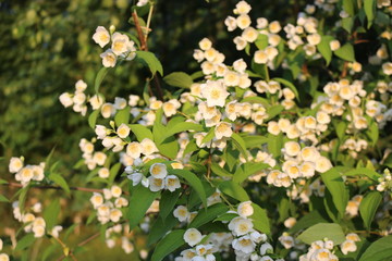 Jasmine flowers blossomed on the bush