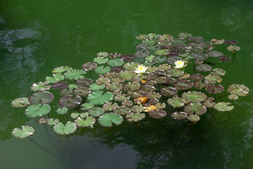 Obraz na płótnie Canvas Lotus Lily flower white summer flowerbed background