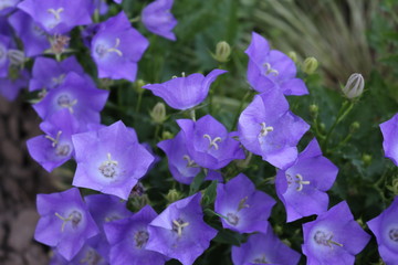  Lilac bells are blooming