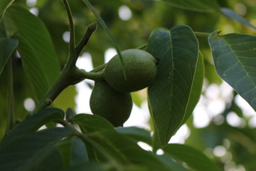 Walnuts ripen on the tree