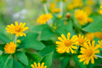 Little yellow star flower, Singapore dailsy, Melampodium Divaricatum with leaf green background and copy space