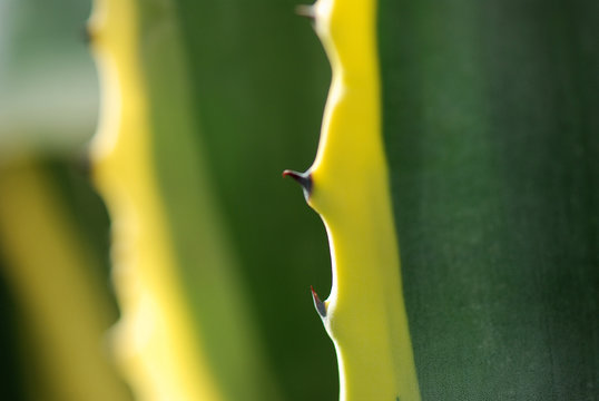 AGAVE AMERICANA. PITA