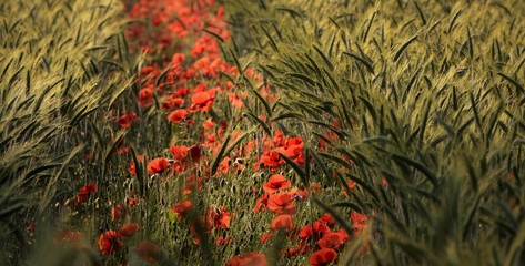 coquelicots dans un champ de blé