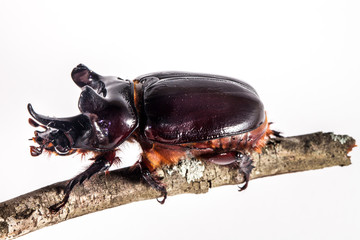 Ox beetle - Strategus aloeus, a species of rhinoceros beetle on branch isolated on white background