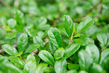 Green leaf background. leaf texture for design