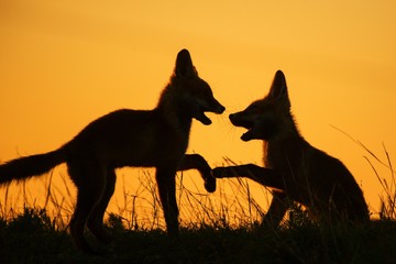 Silhouette of two playing foxes at sunset