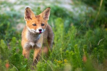 Naklejka na ściany i meble Little Red Fox near his hole sniffs a red flower