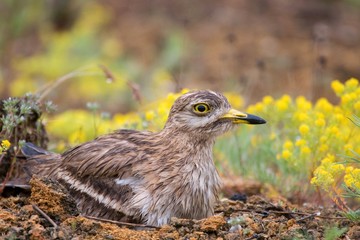 Fototapeta premium Eurasian stone curlew (Burhinus oedicnemus) sitting on nest after the rain