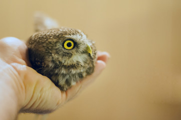 The little owl (Athene noctua) lies on the man's hand