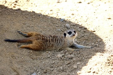 Fototapeta premium Meerkat