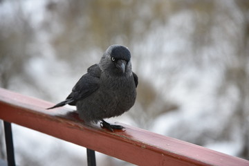 Fototapeta premium Ein Vogel am Geländer