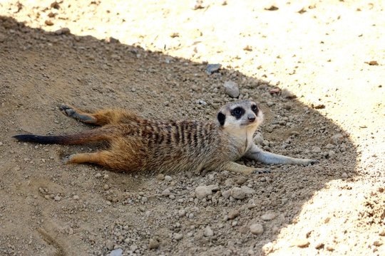 Meerkat