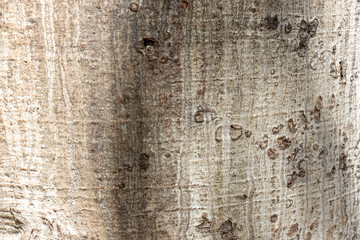 Abstract, wooden background, close up of the bark of an exotic tree