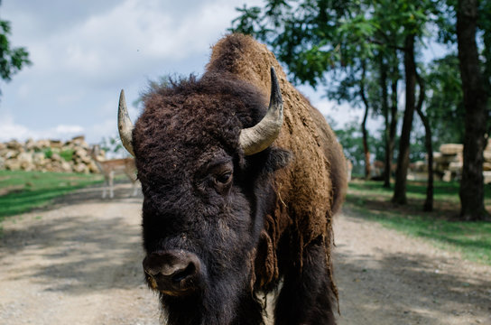 Buffalo