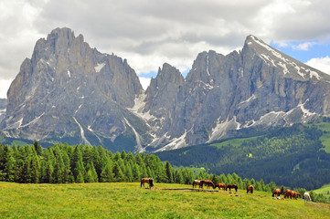Fototapeta na wymiar Horses in italian Alps