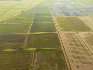 The rice fields are flooded with water. Flooded rice paddies. Agronomic methods of growing rice in the fields.
