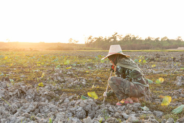 Young woman dig up lotus roots when the water in the lake dried up.
