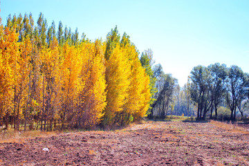 Fototapeta premium autumn tree