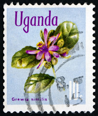 Postage stamp Uganda 1969 Grewia Similis, Flowering Plant