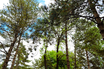 landscape