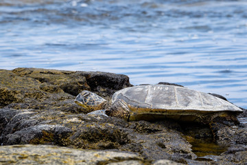 Hawaiian Green Sea Turtle pulled up out of the Pacific Ocean resting on algae covered lava rock next to the water in Kaloko-HonoKohau National Park, Hawaii
