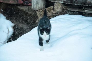 snow cat