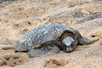 Hawaiian Green Sea Turtle pulled up out of the Pacific Ocean resting on a sandy beach in Kaloko-HonoKohau National Park, Hawaii
