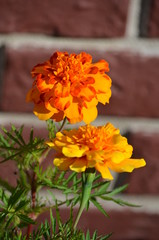 flower orange