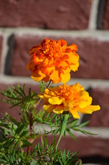 flower orange