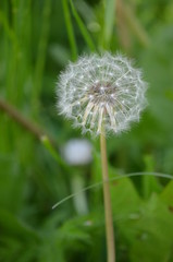 dandelion