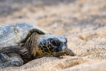 Close up of Hawaiian Green Sea Turtle pulled up out of the Pacific Ocean resting on a sandy beach in Kaloko-HonoKohau National Park, Hawaii
