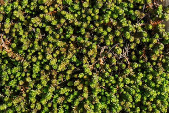 Small Green Succulents Covered Ground. Beautiful Sedum In Macro. Background Of Plants With Copy Space.