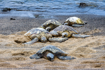 Hawaiian Green Sea Turtles pulled up out of the Pacific Ocean resting on a sandy beach in Kaloko-HonoKohau National Park, Hawaii
