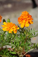 flower orange