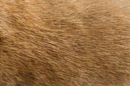 Close up Brown dog fur background - Powered by Adobe