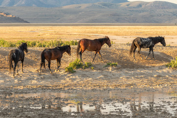 Herd of wild Horses in the Utah Desert in Summer