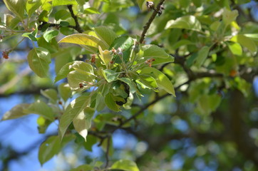 Fototapeta premium tree apple green