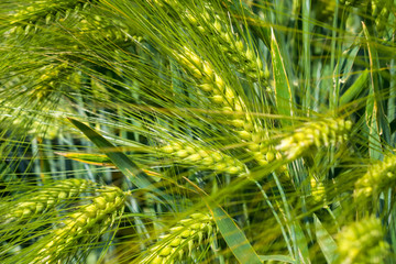Obraz na płótnie Canvas yellowing ears of barley stuffed with grain ripen on the field on a sunny day