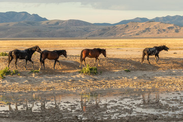 Herd of wild Horses in the Utah Desert in Summer