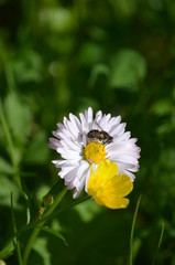 flowers bee