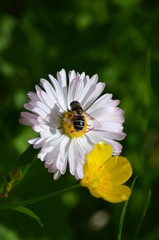 Obraz premium flowers bee