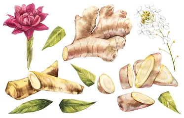 Handgezeichnete Ingwer- und Meerrettich-Aquarellskizze. Illustration für Lebensmitteldesign. © asetrova