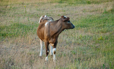 Brown cow, field