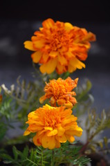 flower orange