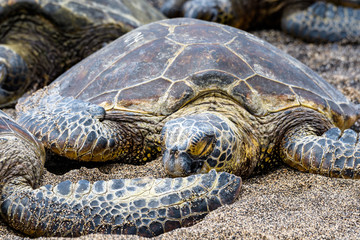 Obraz premium Close up of Hawaiian Green Sea Turtle pulled up out of the Pacific Ocean resting on a sandy beach in Kaloko-HonoKohau National Park, Hawaii 