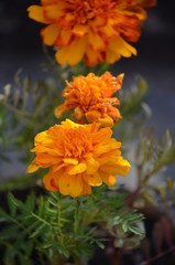 flower orange